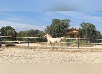 Lusitanos, Caballo castrado, 7 años, 162 cm, Perla