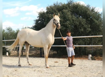 Lusitanos, Caballo castrado, 7 años, 162 cm, Perla