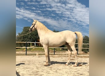 Lusitanos, Caballo castrado, 7 años, 162 cm, Perla