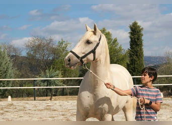 Lusitanos, Caballo castrado, 7 años, 162 cm, Perla