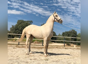 Lusitanos, Caballo castrado, 7 años, 162 cm, Perla