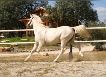 Lusitanos, Caballo castrado, 7 años, 162 cm, Perla