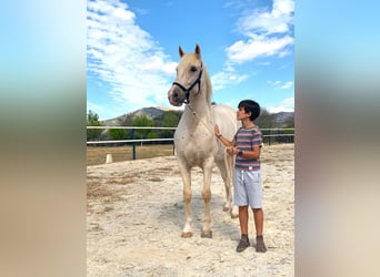 Lusitanos, Caballo castrado, 7 años, 162 cm, Perla