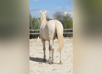 Lusitanos, Caballo castrado, 7 años, 162 cm, Perla