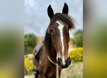 Lusitanos, Caballo castrado, 7 años, 162 cm