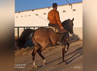 Lusitanos Mestizo, Caballo castrado, 7 años, 163 cm, Bayo