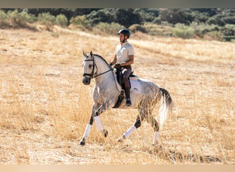 Lusitanos, Caballo castrado, 7 años, 163 cm, Tordo