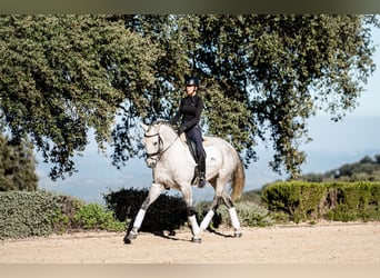 Lusitanos, Caballo castrado, 7 años, 163 cm, Tordo