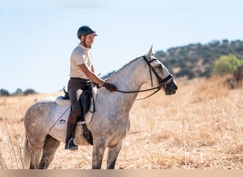 Lusitanos, Caballo castrado, 7 años, 163 cm, Tordo