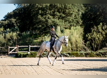 Lusitanos, Caballo castrado, 7 años, 163 cm, Tordo