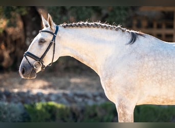 Lusitanos, Caballo castrado, 7 años, 163 cm, Tordo