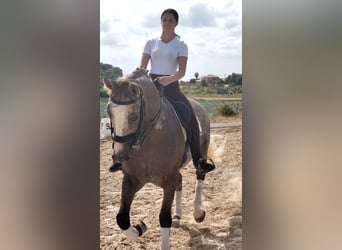 Lusitanos, Caballo castrado, 7 años, 163 cm, Tordo rodado