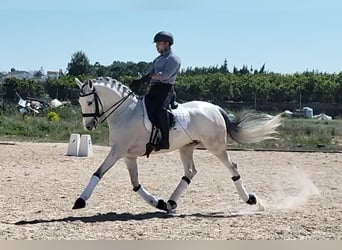 Lusitanos, Caballo castrado, 7 años, 163 cm, Tordo rodado