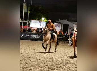 Lusitanos, Caballo castrado, 7 años, 164 cm, Buckskin/Bayo