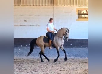 Lusitanos, Caballo castrado, 7 años, 164 cm, Buckskin/Bayo