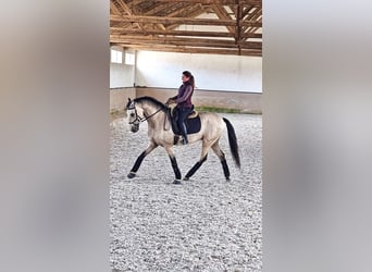 Lusitanos, Caballo castrado, 7 años, 164 cm, Buckskin/Bayo