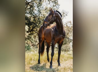 Lusitanos, Caballo castrado, 7 años, 164 cm, Castaño oscuro