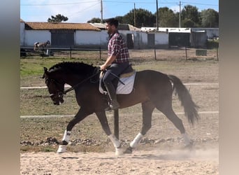 Lusitanos, Caballo castrado, 7 años, 164 cm, Castaño oscuro