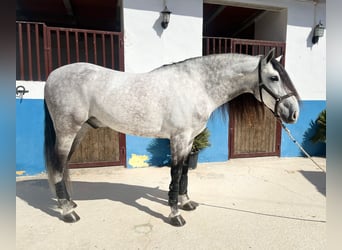 Lusitanos, Caballo castrado, 7 años, 164 cm, Tordo rodado