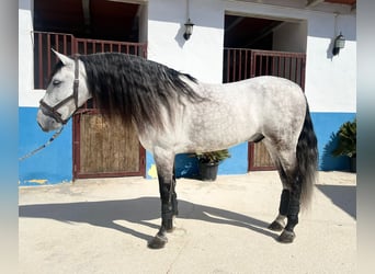 Lusitanos, Caballo castrado, 7 años, 164 cm, Tordo rodado