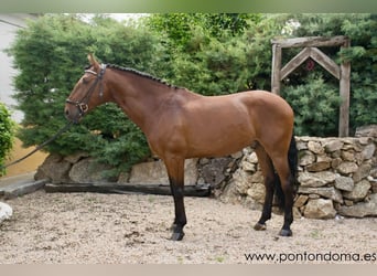 Lusitanos, Caballo castrado, 7 años, 165 cm, Castaño rojizo