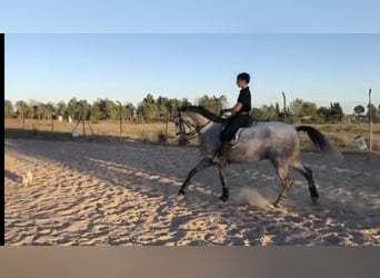 Lusitanos, Caballo castrado, 7 años, 165 cm, Tordo