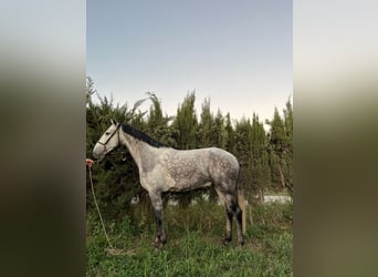 Lusitanos, Caballo castrado, 7 años, 165 cm, Tordo