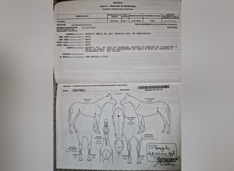 Lusitanos, Caballo castrado, 7 años, 165 cm, Tordo rodado