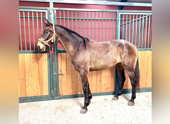 Lusitanos, Caballo castrado, 7 años, 166 cm, Castaño