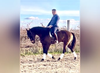 Lusitanos, Caballo castrado, 7 años, 166 cm, Castaño