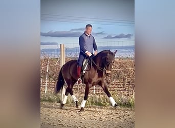 Lusitanos, Caballo castrado, 7 años, 166 cm, Castaño