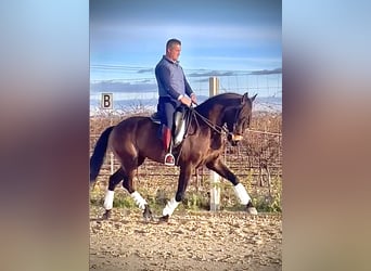 Lusitanos, Caballo castrado, 7 años, 166 cm, Castaño