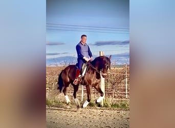 Lusitanos, Caballo castrado, 7 años, 166 cm, Castaño