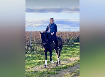 Lusitanos, Caballo castrado, 7 años, 166 cm, Castaño