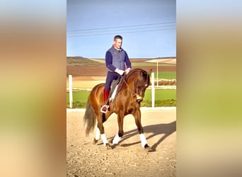 Lusitanos, Caballo castrado, 7 años, 166 cm, Castaño