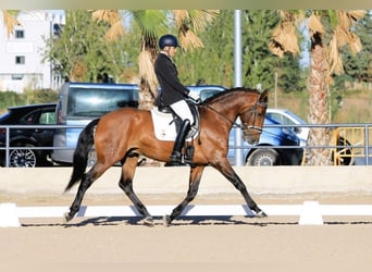 Lusitanos, Caballo castrado, 7 años, 166 cm, Castaño