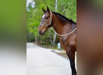 Lusitanos, Caballo castrado, 7 años, 168 cm, Castaño rojizo