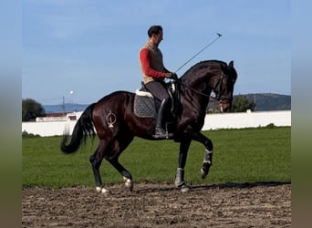 Lusitanos, Caballo castrado, 7 años, 169 cm, Castaño