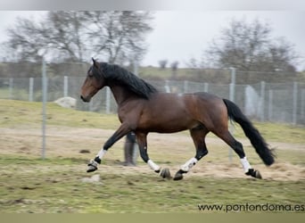 Lusitanos, Caballo castrado, 7 años, 170 cm, Castaño