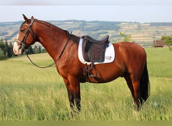 Lusitanos, Caballo castrado, 7 años, 170 cm, Castaño