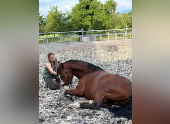 Lusitanos, Caballo castrado, 7 años, 170 cm, Castaño
