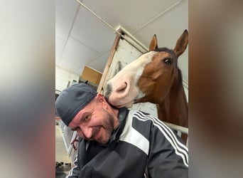 Lusitanos, Caballo castrado, 7 años, 170 cm, Castaño