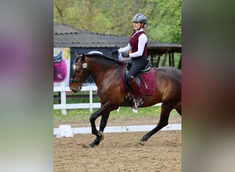 Lusitanos, Caballo castrado, 7 años, Castaño rojizo