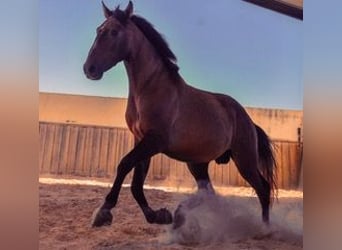 Lusitanos, Caballo castrado, 8 años, 150 cm, Bayo