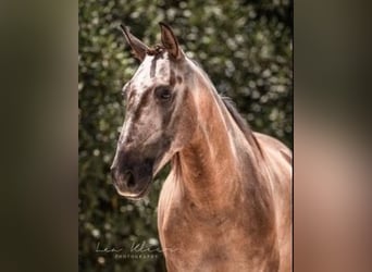 Lusitanos, Caballo castrado, 8 años, 150 cm, Bayo