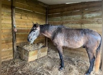 Lusitanos, Caballo castrado, 8 años, 150 cm, Bayo