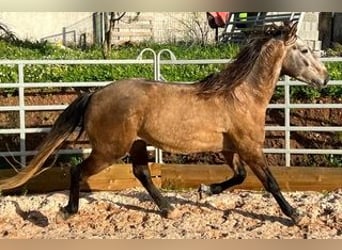 Lusitanos, Caballo castrado, 8 años, 150 cm, Bayo