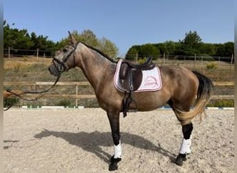 Lusitanos, Caballo castrado, 8 años, 150 cm, Bayo