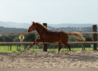 Lusitanos, Caballo castrado, 8 años, 155 cm, Alazán