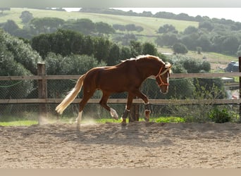 Lusitanos, Caballo castrado, 8 años, 155 cm, Alazán